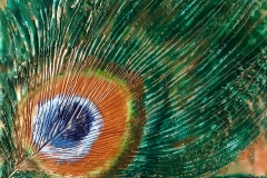 Encaustic Peacock Feather